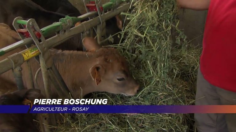 Yvelines | Les agriculteurs yvelinois font face à la sécheresse