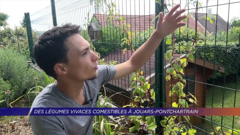 Yvelines | Des légumes vivaces comestibles à Jouars-Pontchartrain