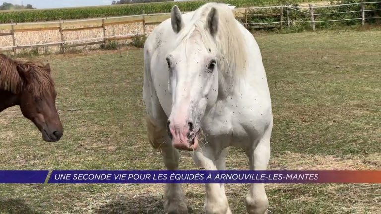 Yvelines | Une seconde chance pour les équidés à Arnouville-les-Mantes