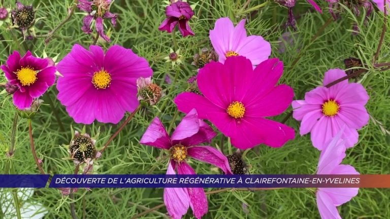Yvelines | Découverte de l’agriculture régénérative à Clairefontaine-en-Yvelines