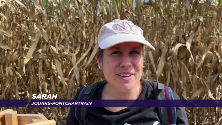 Yvelines | Sillonnez le « pop corn labyrinthe » jusqu’au 25 septembre !