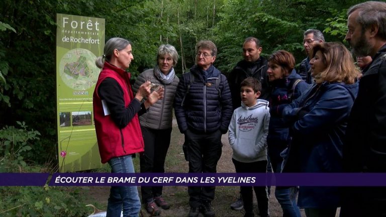 Yvelines | Écouter le brame du cerf dans les Yvelines