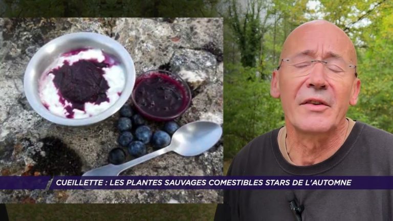 Yvelines | Cueillette : les plantes sauvages comestibles stars de l’automne