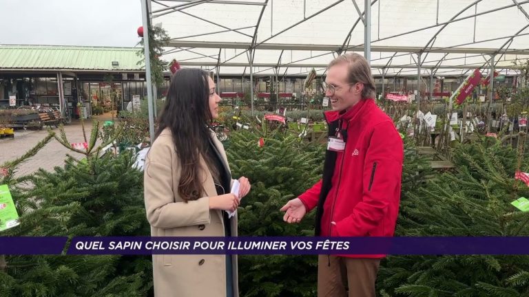 Yvelines | Quel sapin choisir pour illuminer vos fêtes ?