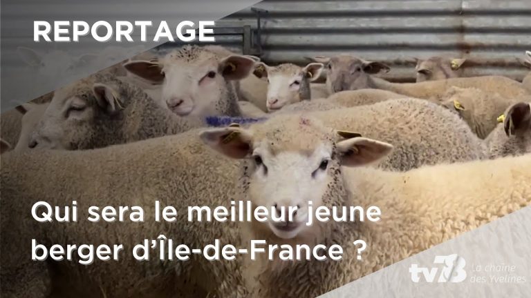 Dans les coulisses de la finale du meilleur jeune berger d’Île-de-France