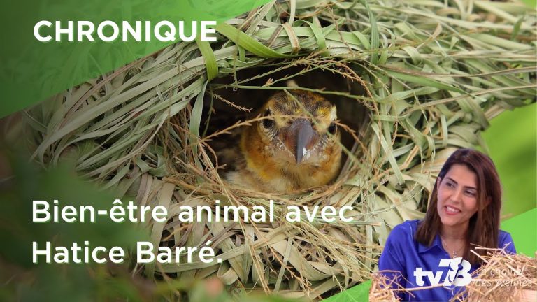 La chronique sur le bien-être animal avec Hatice Barré