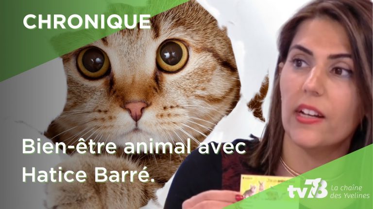 Une carte pour venir en aide aux animaux en cas d’accident