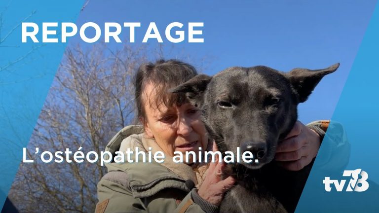 À la découverte de l’ostéopathie pour animaux