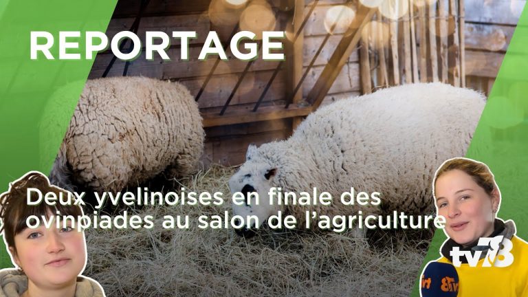 Caliste et Gabrielle se préparent au concours du meilleur jeune berger de France