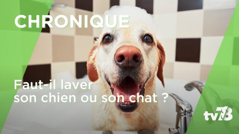 Faut-il laver son chat ou son chien ?