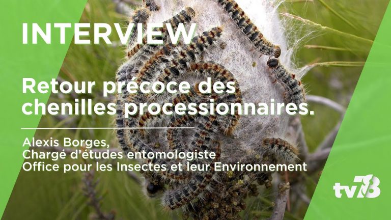 Le retour précoce des chenilles processionnaires dans les Yvelines
