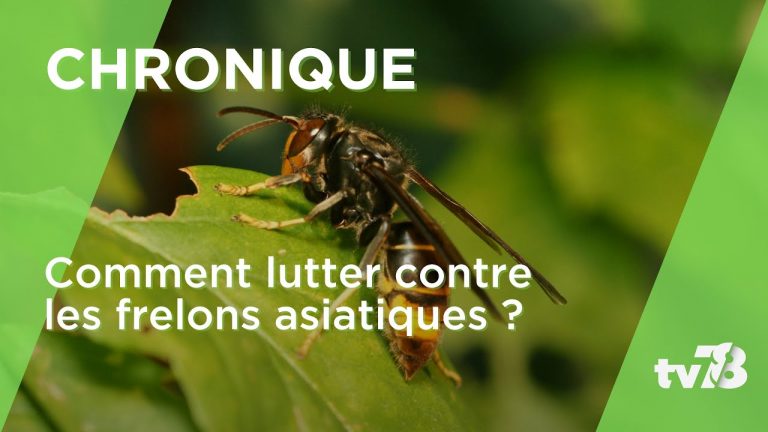 Comment lutter contre les frelons asiatiques ?