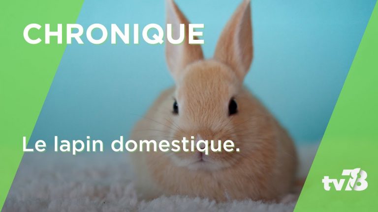 Tout savoir sur le lapin domestique