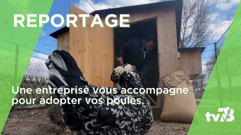 Adopter une poule, cette entreprise yvelinoise vous accompagne de A à Z !