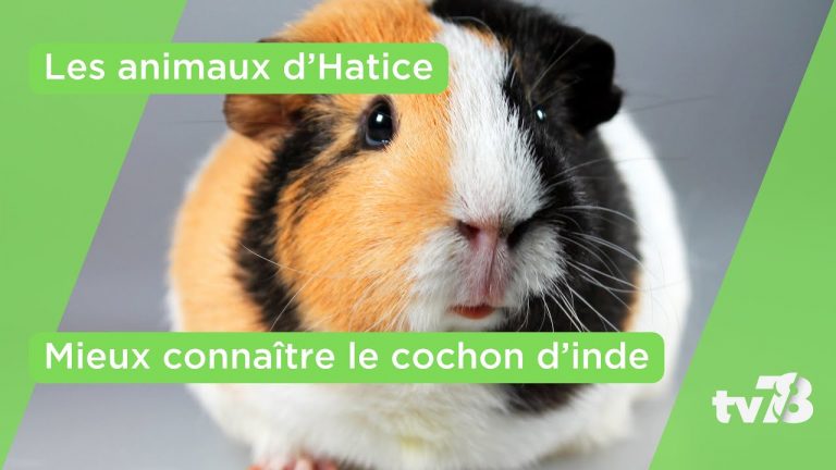 Mieux connaître le cochon d’Inde