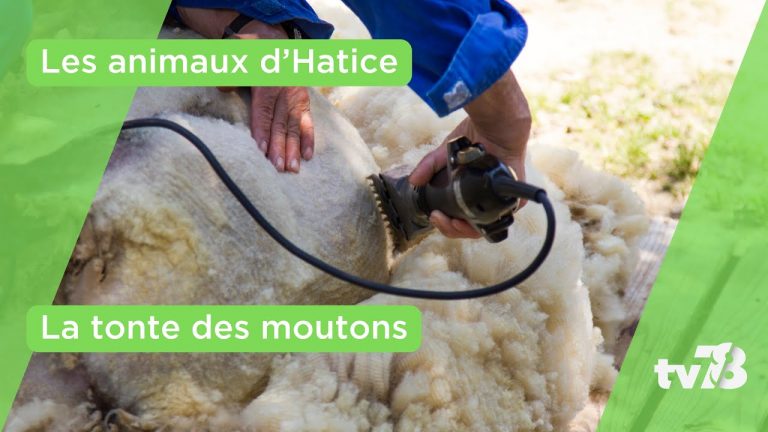 C’est l’heure de la tonte pour les moutons !