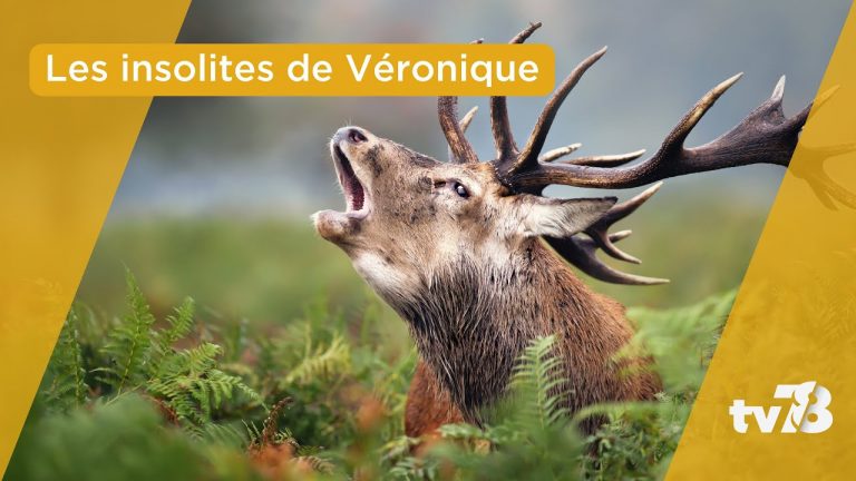 Les Insolites de Véronique du mardi 2 mai 2023