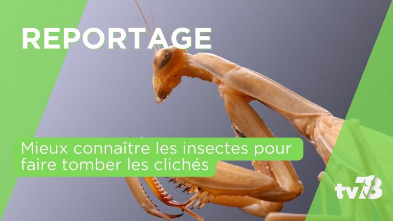 Mieux comprendre les insectes pour faire tomber les clichés