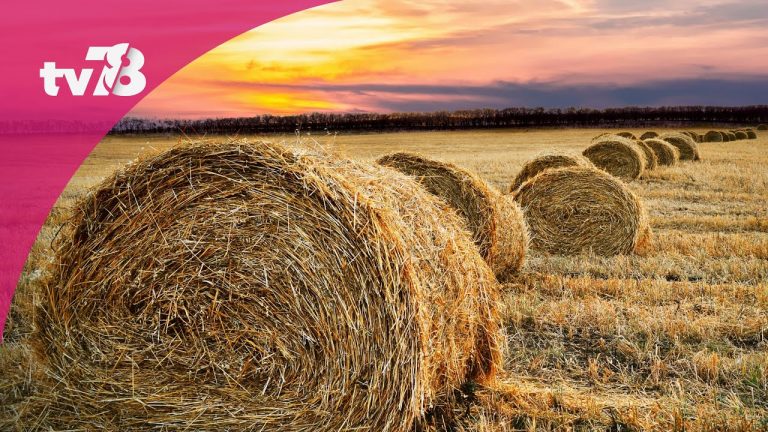 Théâtre à la ferme : quand les planches rencontrent les champs