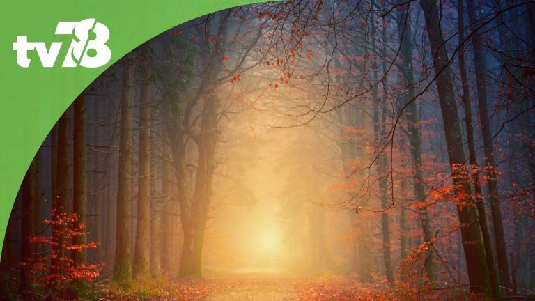 Reconnectez-vous à la nature avec Les Nuits des Forêts