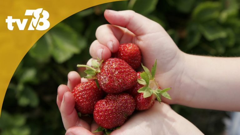 Top 4 des cueillettes à faire dans les Yvelines