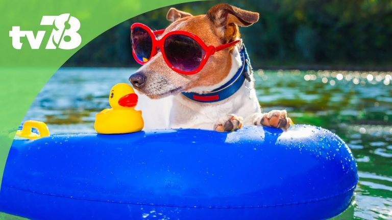 Comment rafraîchir son animal en été ?