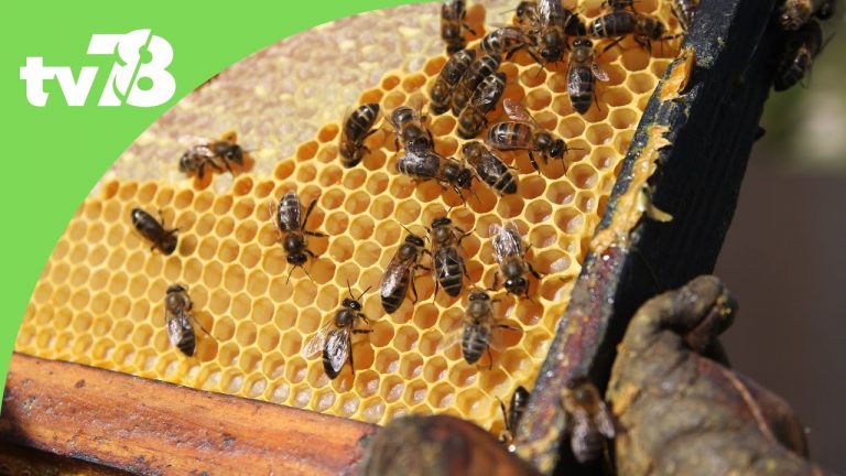 Une ruche pédagogique installée au milieu des monuments de “France Miniature”