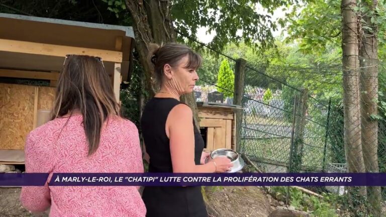 À Marly-le-Roi, le Chatipi lutte contre la prolifération des chats errants
