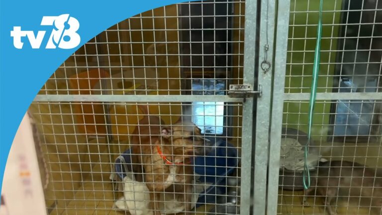 La SPA continue de faire face aux abandons cet été