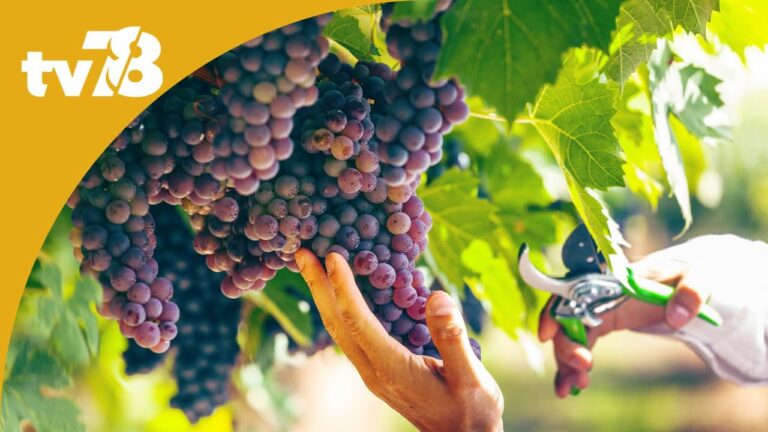 Que faire pour le week-end du 23 et 24 septembre dans les Yvelines ?