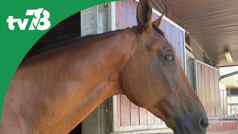 Réaménagé pour les JO, le Club Hippique de Versailles va accueillir l’équipe de Suède