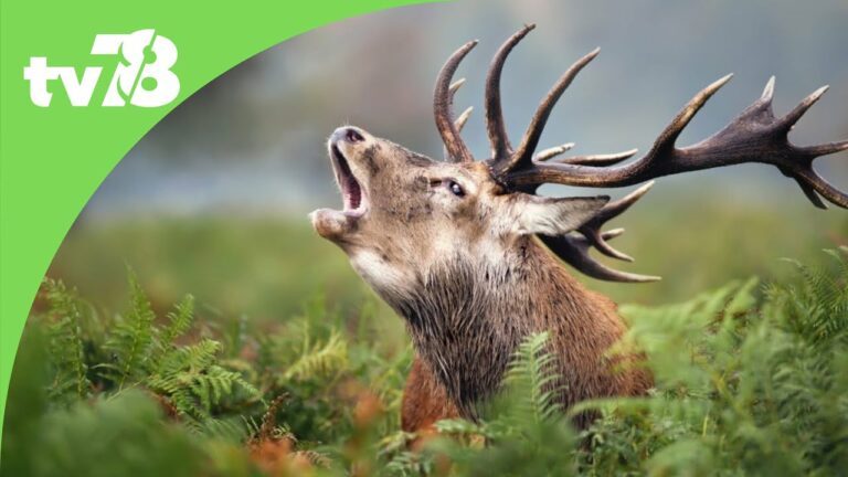 Le brame du cerf résonne jusqu’au 1er octobre à l’Espace Rambouillet