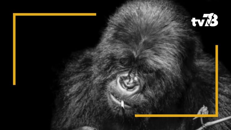 Que faire pour le week-end du 30 septembre et 1er octobre dans les Yvelines ?