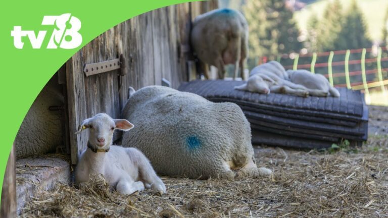 Une deuxième édition de la journée du développement durable à la Bergerie Nationale