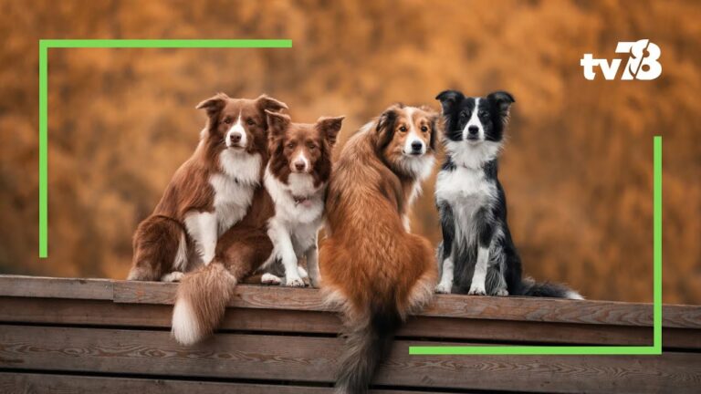 Une semaine nationale consacrée au chien, l’animal préféré des français