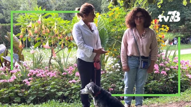 Les animaux du 78 : toiletter son chien soi-même