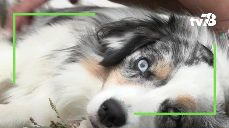 Les animaux du 78 : aller travailler avec son animal de compagnie