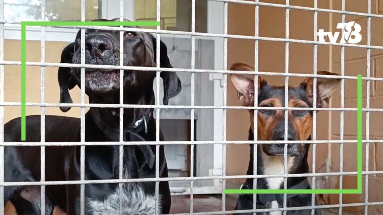 Les animaux du 78 : une journée à la SPA de Plaisir