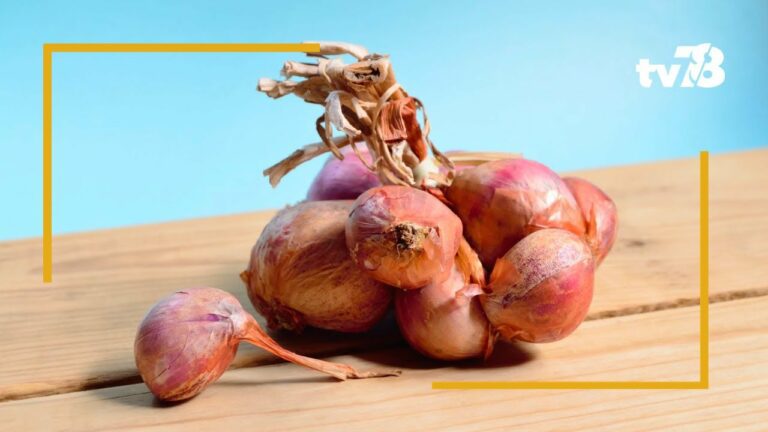 Direction le Moyen Âge avec la 573 ème foire aux oignons de Mantes-la-Jolie