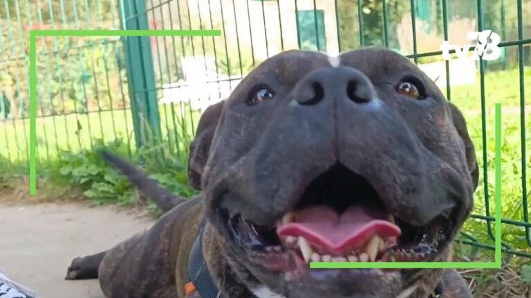 « Les animaux du 78 » : l’adoption au refuge SPA de Plaisir