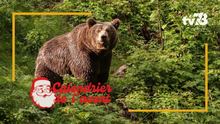 Le calendrier de l&rsquo;avent de tv78 : le zoo safari de Thoiry