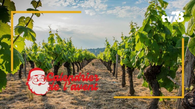 Le calendrier de l&rsquo;avent de tv78 : découverte des vins de Davron
