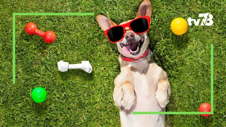 Les animaux du 78 : à la découverte du plus grand caniparc de la région