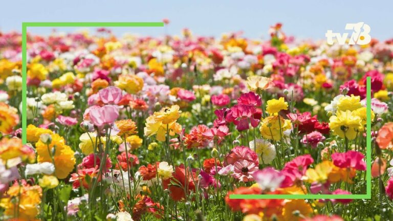 76 communes yvelinoises labellisées « villes et villages fleuris »