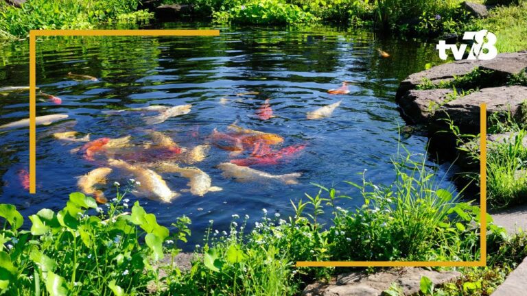La Pisciculture de Villette en pleine effervescence à l’approche des fêtes de fin d’année