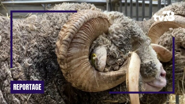 Salon de l’agriculture 2024 : l’innovation au service d’une agriculture durable