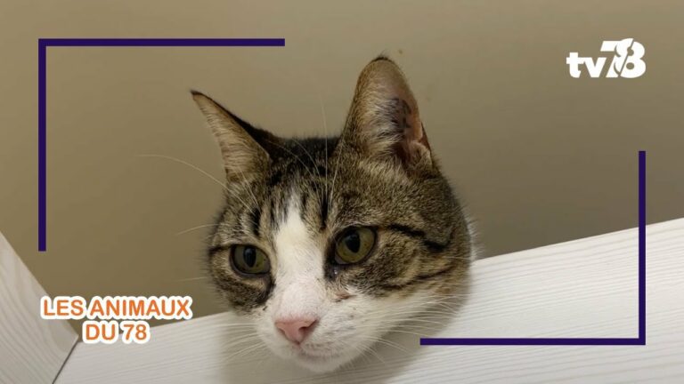 Les animaux du 78 : des solutions de garde pour votre animal de compagnie