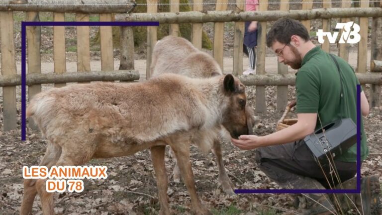 Les animaux du 78 : les rennes de l’Espace Rambouillet