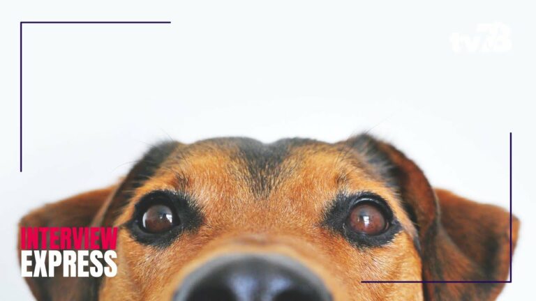 Le refuge SPA de Plaisir déjà plein avant même l’été