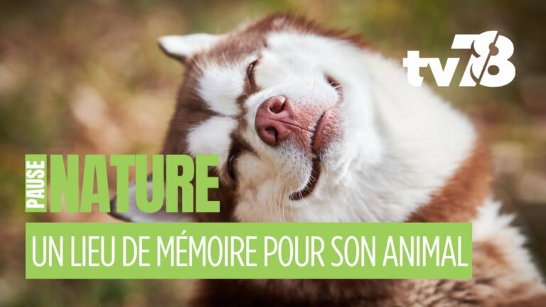 Les rendez-vous de tv78